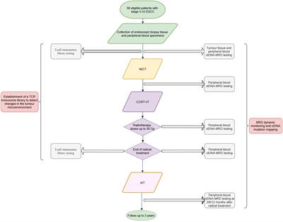 Minimal residual disease guided radical chemoradiotherapy combined with immunotherapy after neoadjuvant immunochemotherapy followed by adjuvant immunotherapy for esophageal squamous cell cancer (ECMRD-001): a study protocol for a prospective cohort study